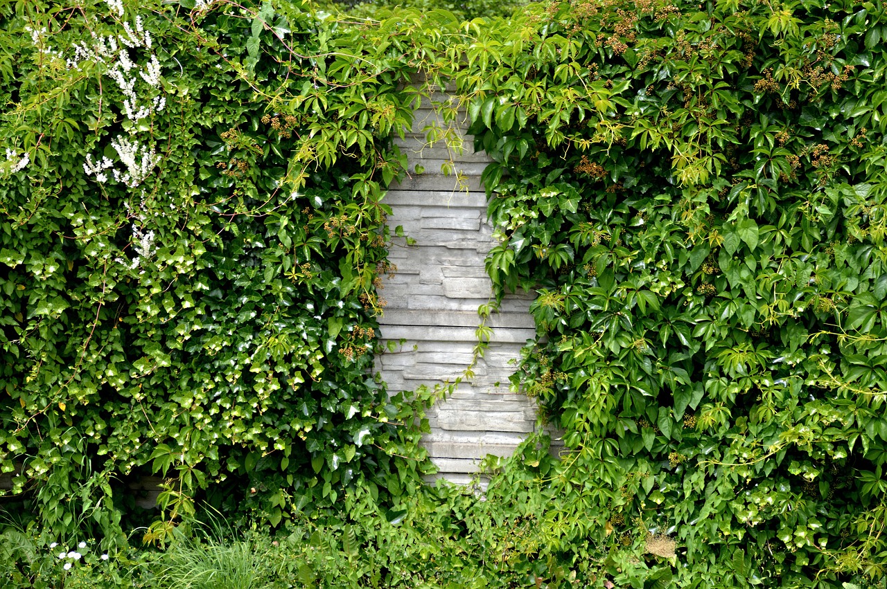 A grey stacked stone wall with ivy-covered hedge growing behind it
