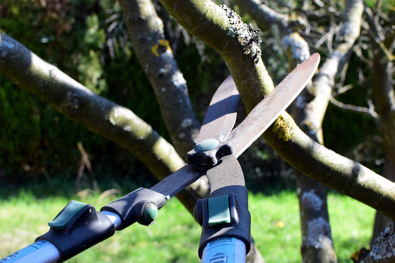 Long-handled pruning shears cutting bare tree branches