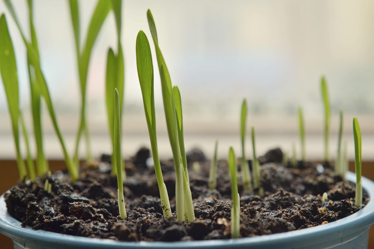 Green shoots coming up in soil in a blue pot